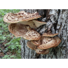 Мицелий Трутовика чешуйчатого / Вязовик (Polyporus squamosus)